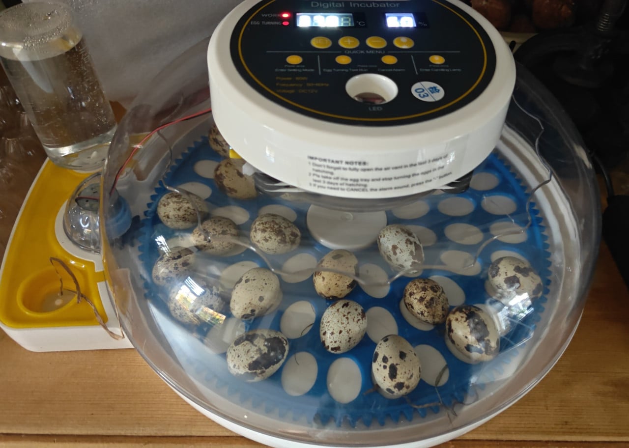 Japanse kwartel kuikens