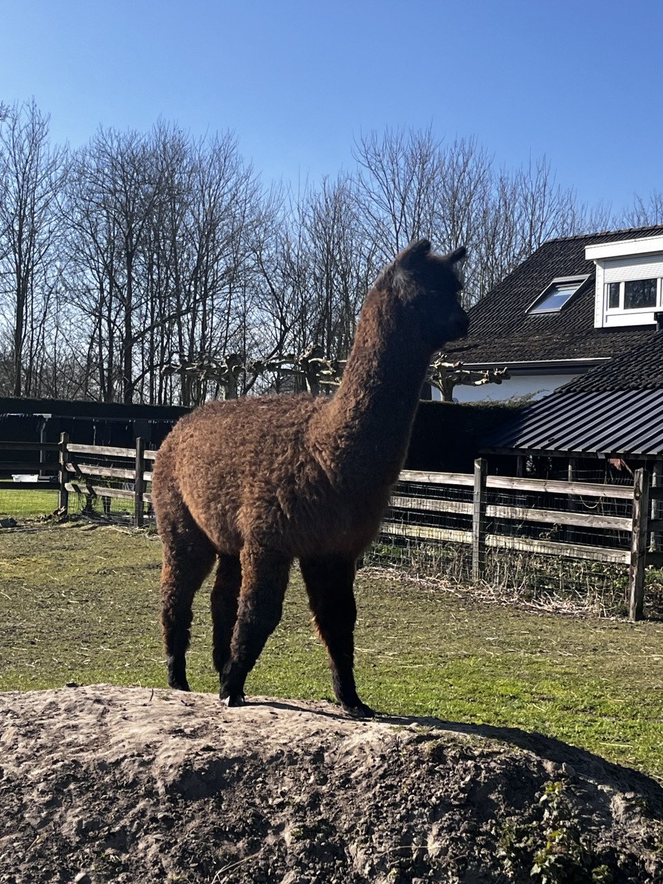 Alpaca hengstje