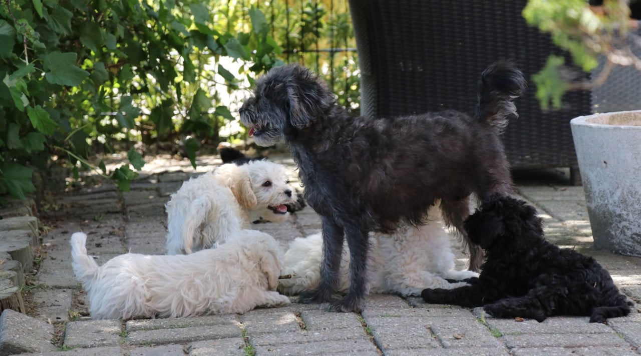 Maltipoo pups beschikbaar