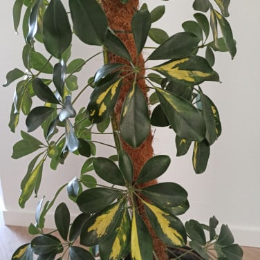 Schefflera