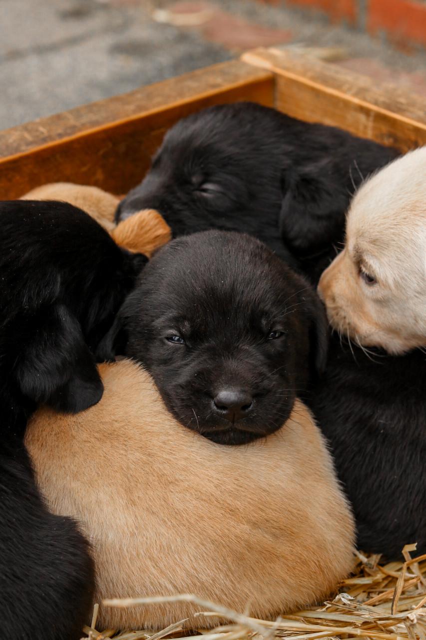 Prachtige labrador pups te koop geboren op de boerderij