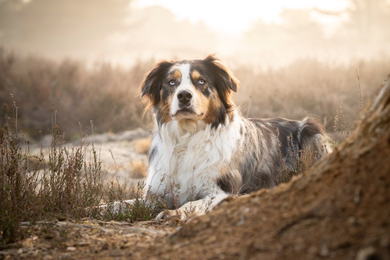 Nieuw huisje voor onze hond