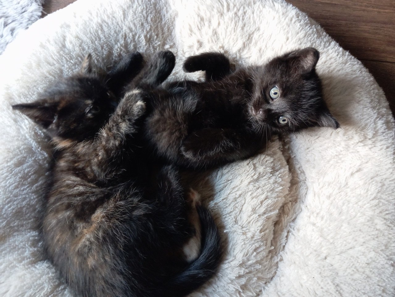Kitten - mannetje