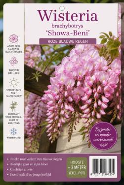 Wisteria brachybotrys ‘Showa-Beni’ (roze blauwe regen).