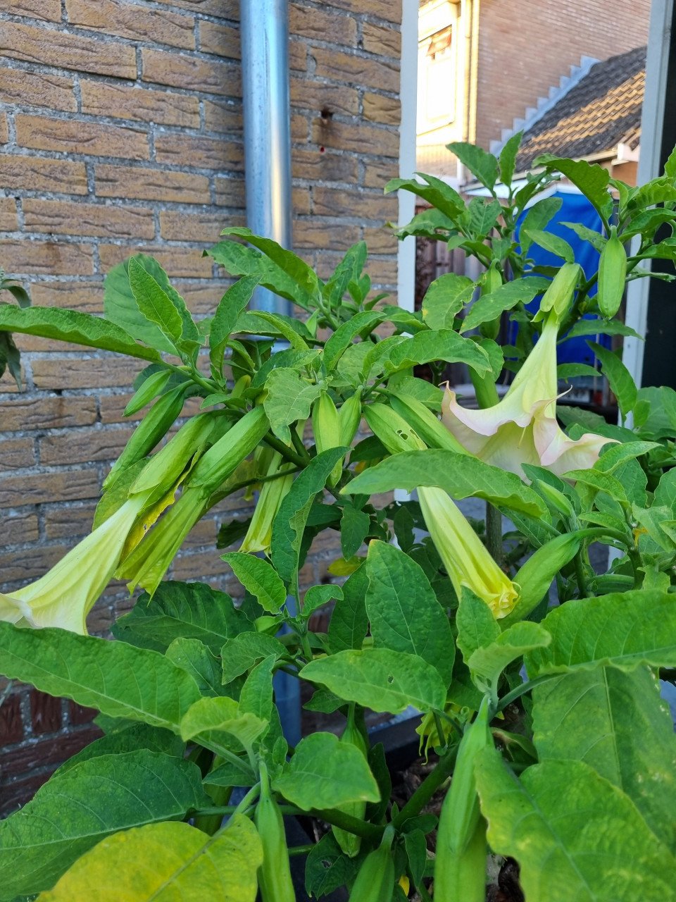 Brugmansia