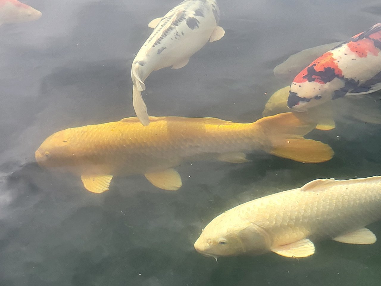 Koi's
