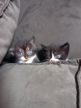 Kittens