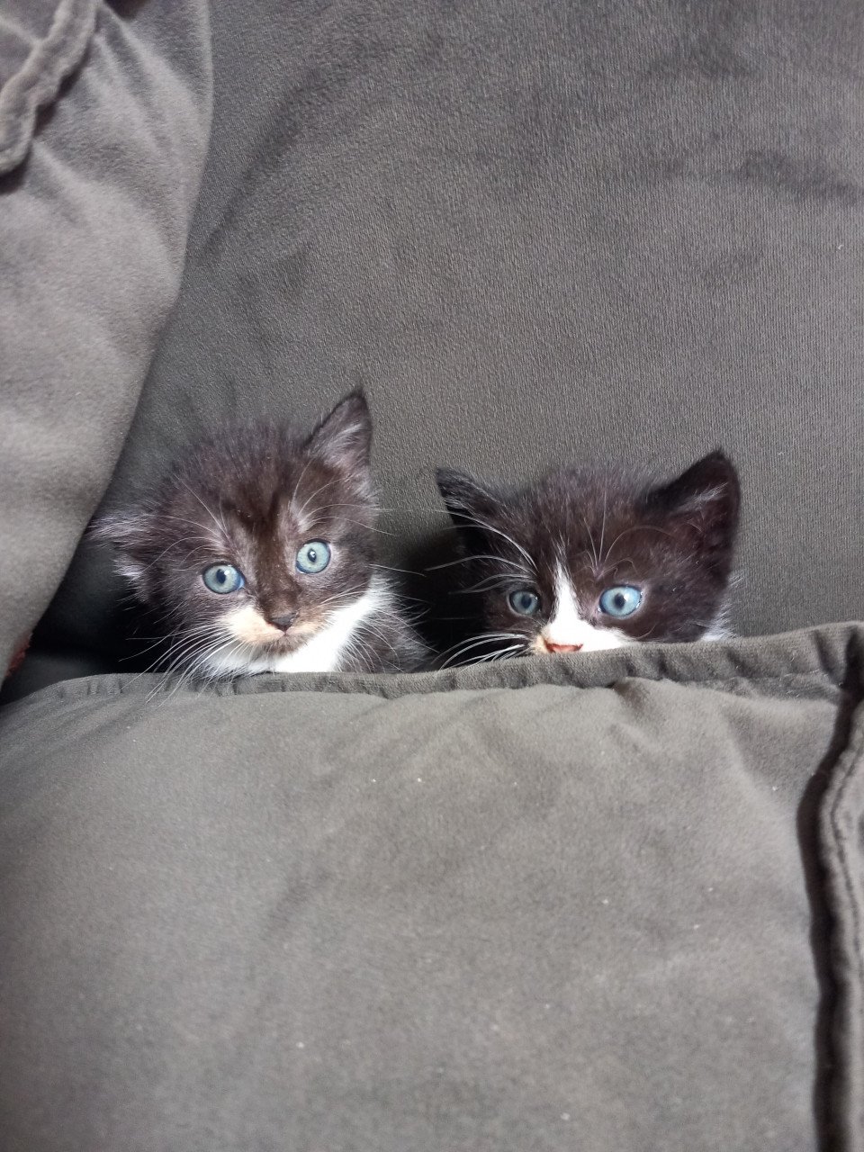 Kittens