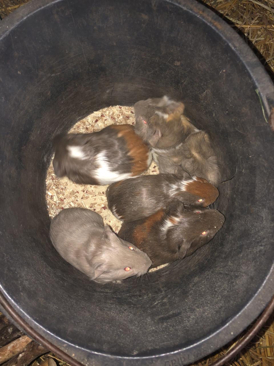 Knappe baby cavia’s!!