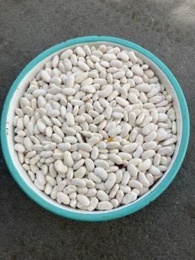 Ruim 1 kg snijbonenzaad (HELDA)