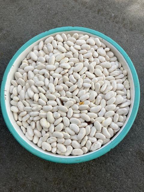 Ruim 1 kg snijbonenzaad (HELDA)