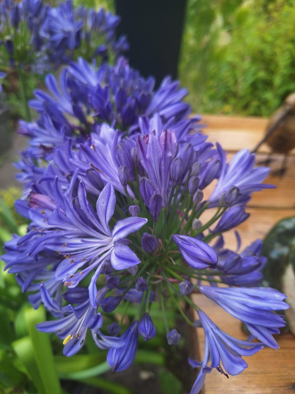 Agapanthus Afrikaanse lelie