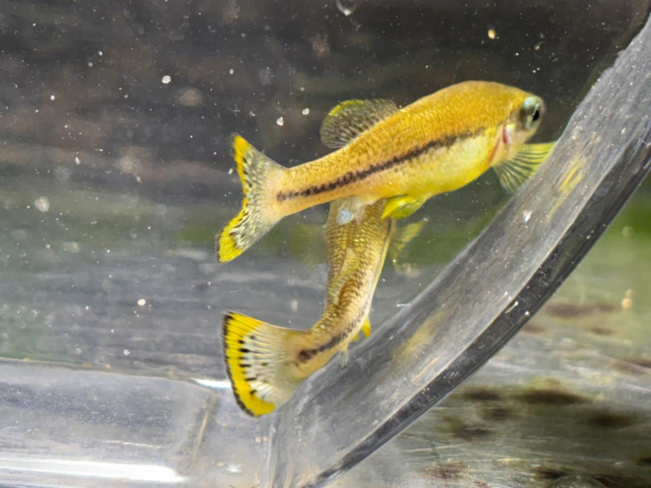 Ilyodon Furcidens "Cuauhtémoc"