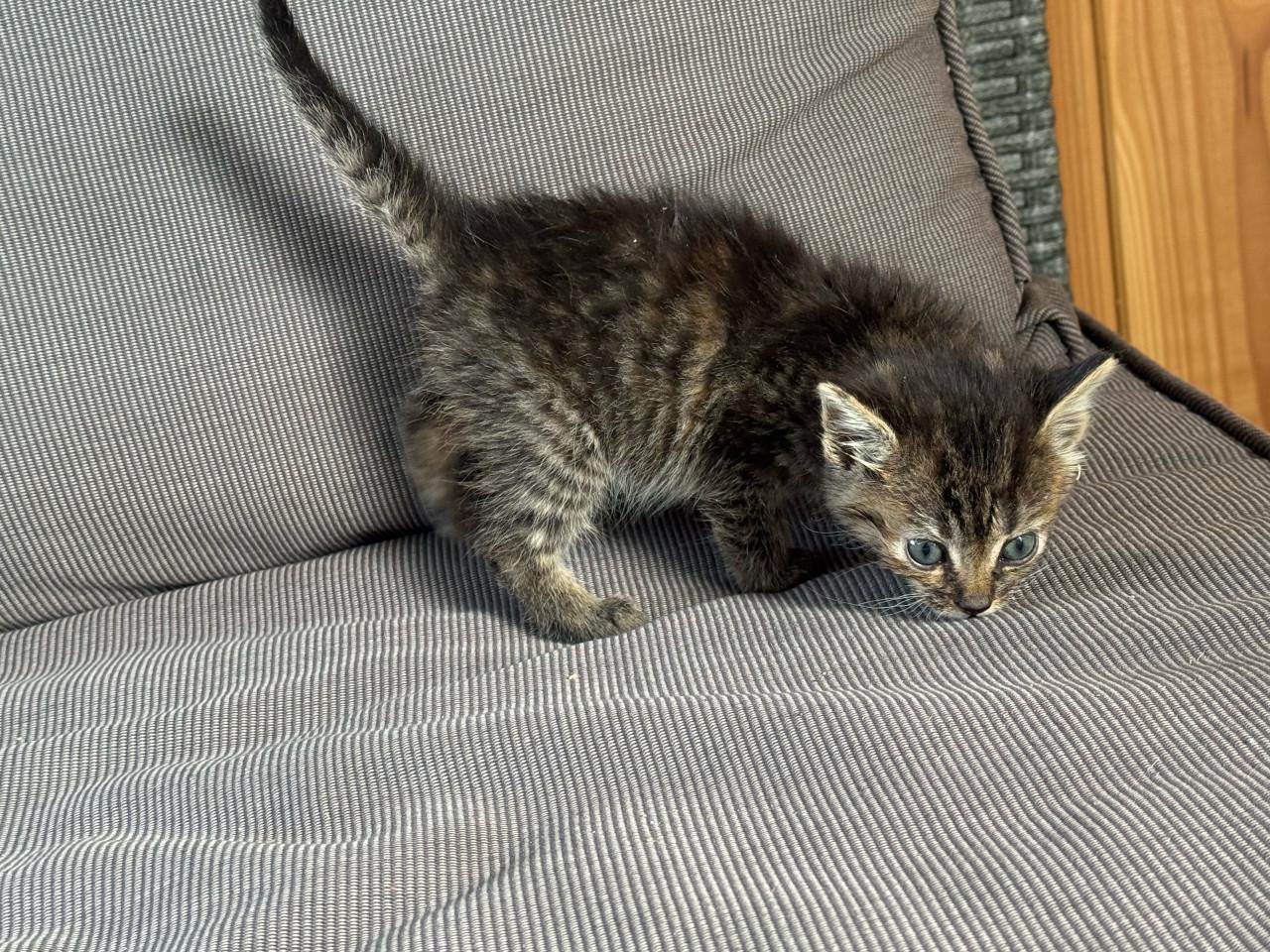3 kittens te koop