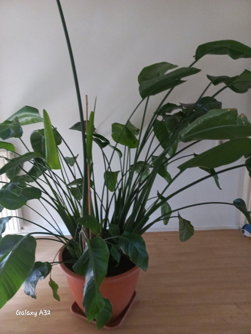 Strelitzia  -  Paradijsvogelplant