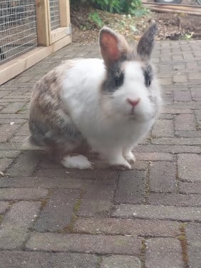 Mannetjes konijn