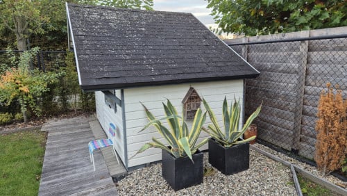 2 grote cactussen met pot