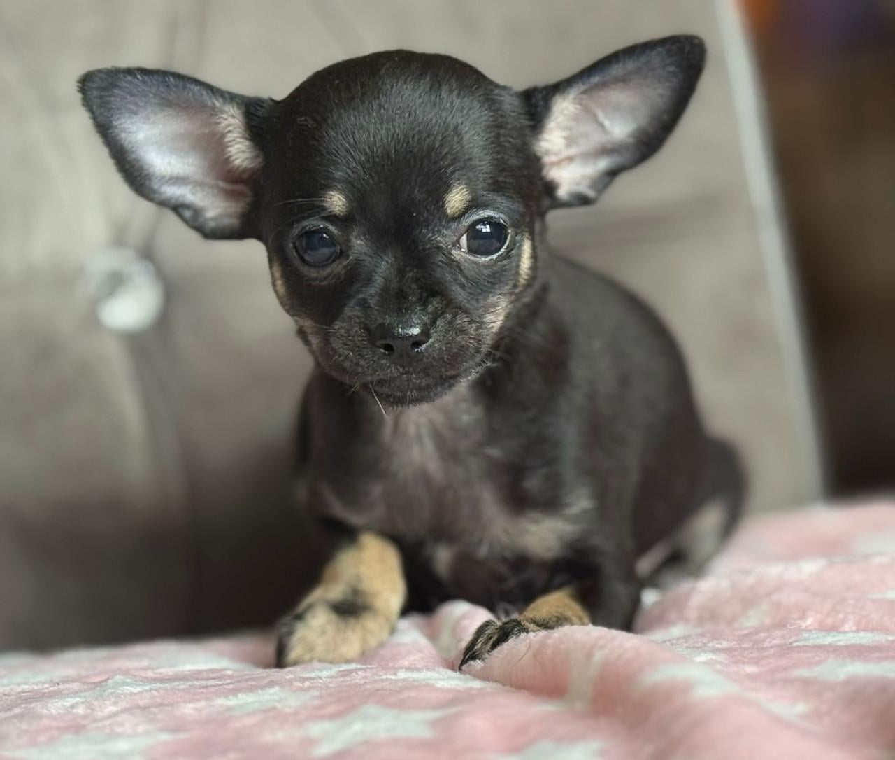Prachtige chihuahua puppy's