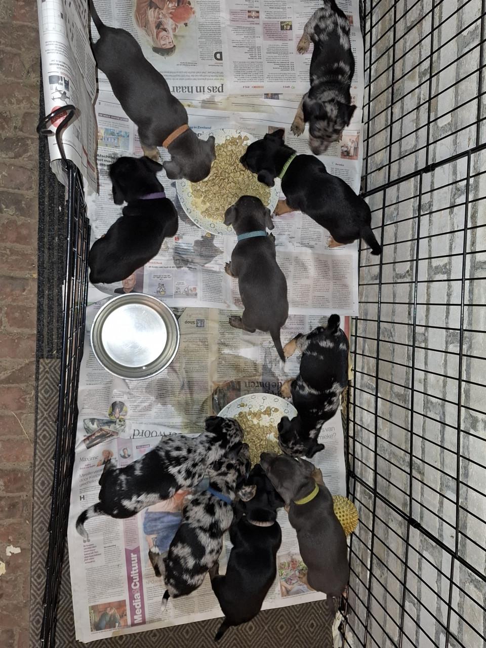 Jack russel pups