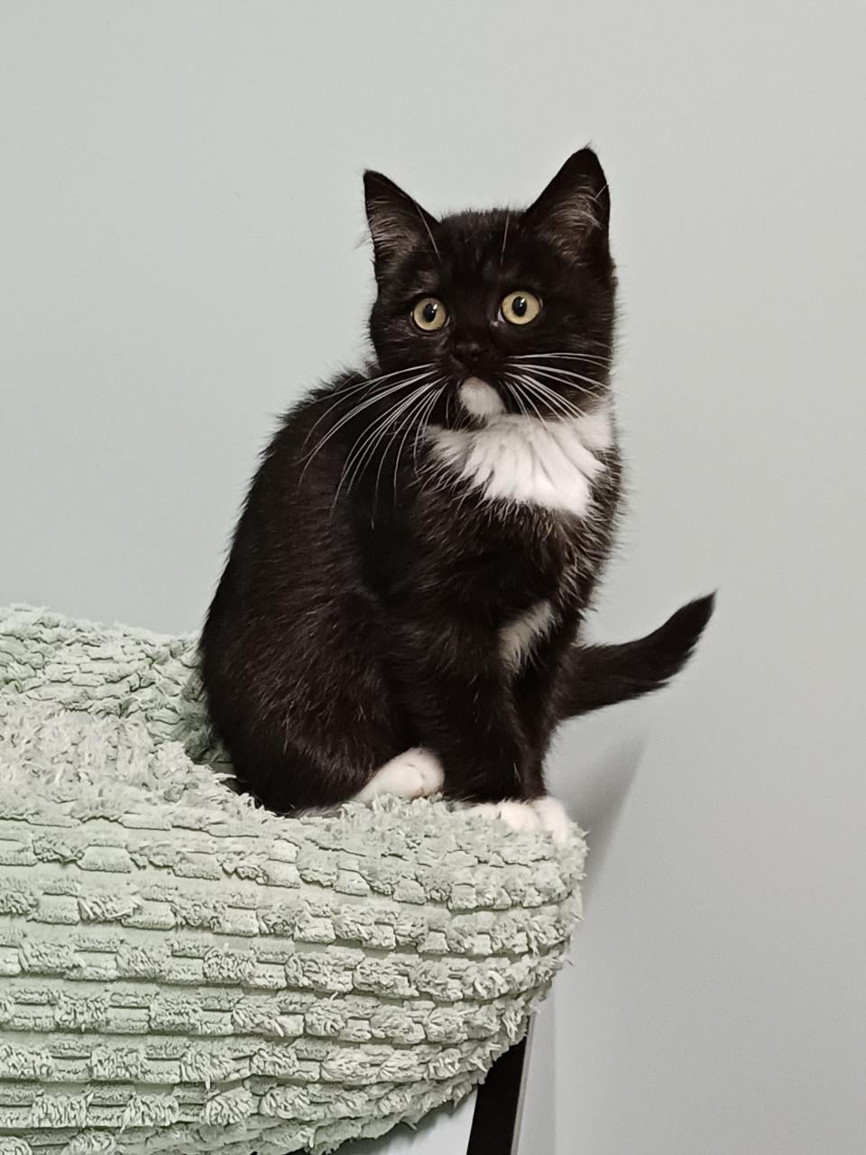 Zeer mooi Brits Korthaar x Ragdoll kitten POESJE