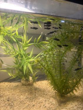 Jonge black mollys