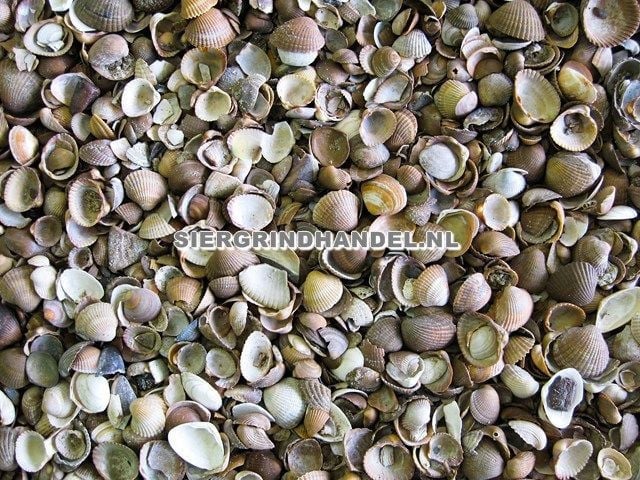 SCHELPEN blauw/grijs of bruin/wit - GRATIS thuisbezorgd