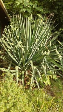 Yucca / palmlelie +-150cm hoog 3 stuks