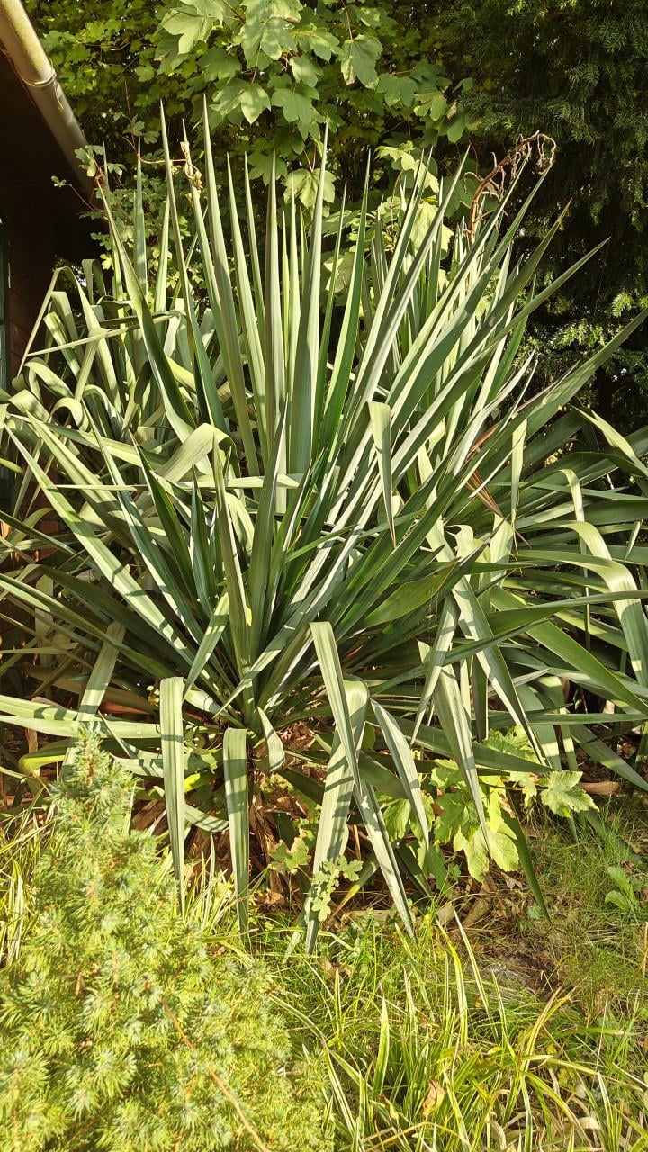 Yucca / palmlelie +-150cm hoog 3 stuks