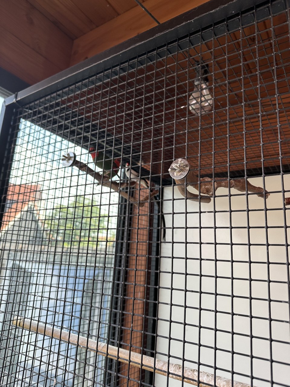 Vogels