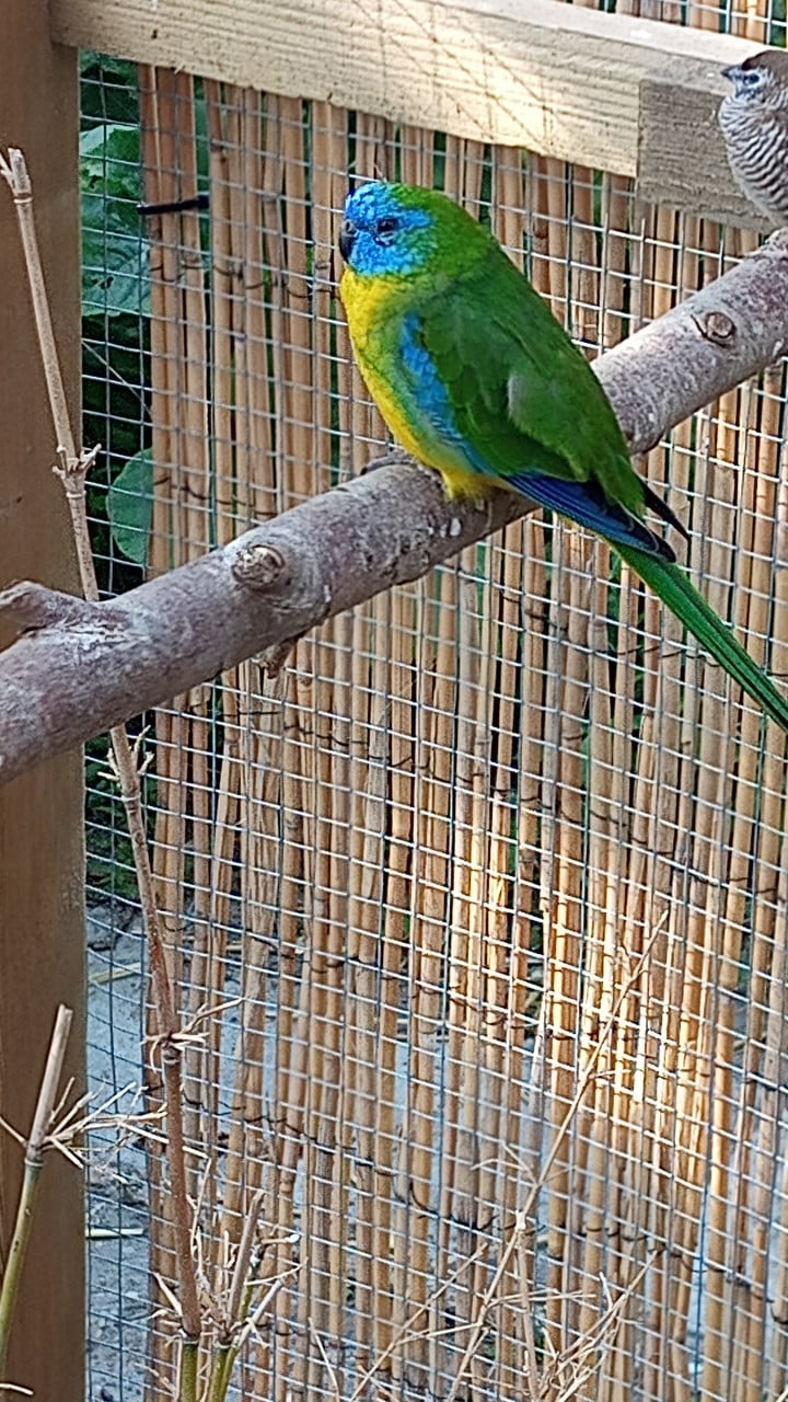 Turquoisine parkiet (man)
