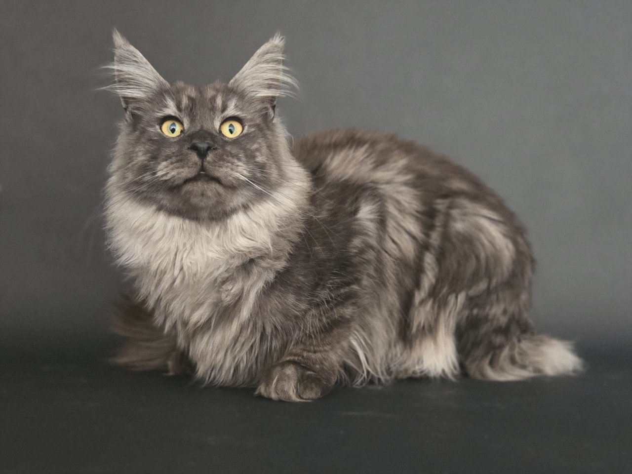 Maine coon black smoke dekkater (niet te koop)