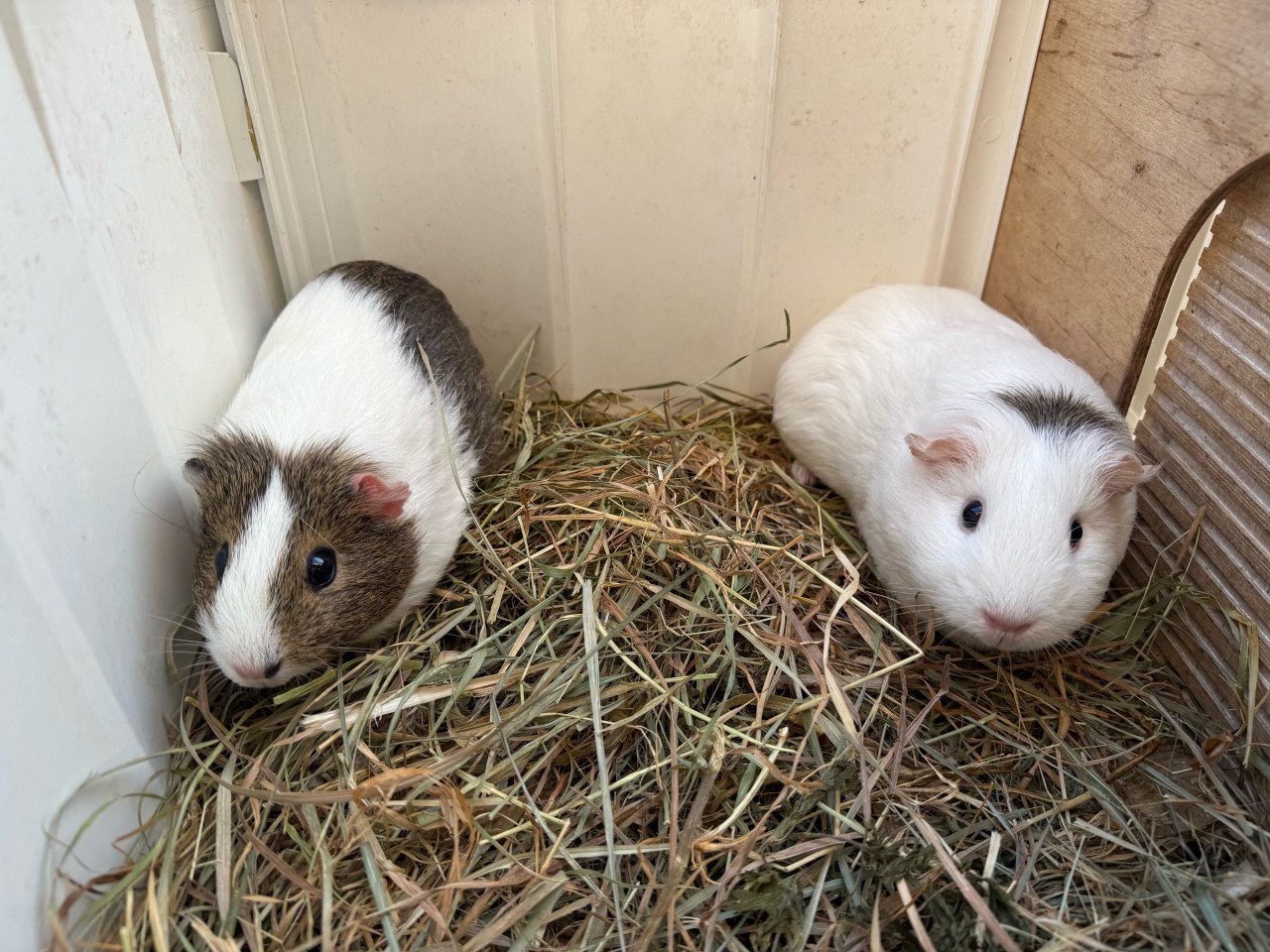 2 vrouwtjes cavia’s
