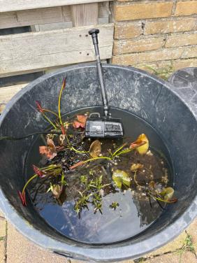 Gratis: waterlelies en fonteintje.