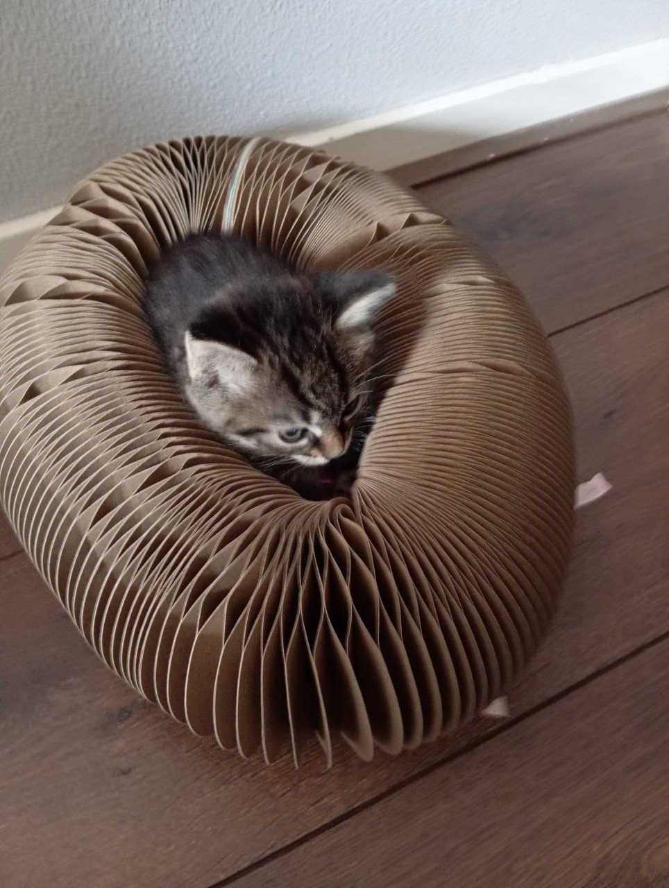 Kittens