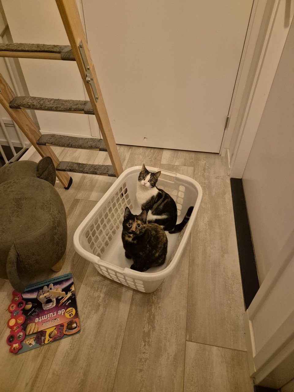 Verwacht, 1 mei, kittens schildpad poes