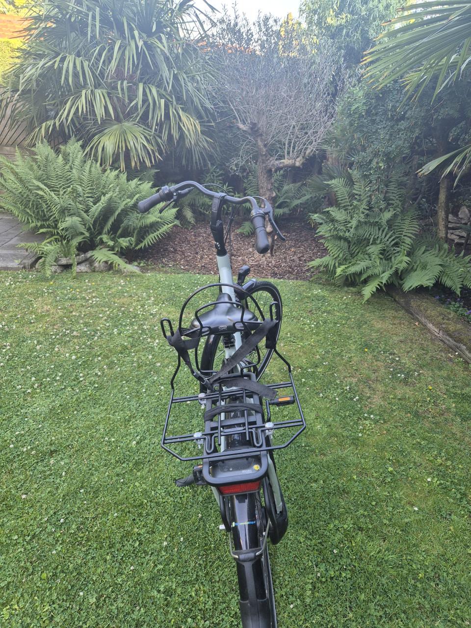 Gazelle orange c7+