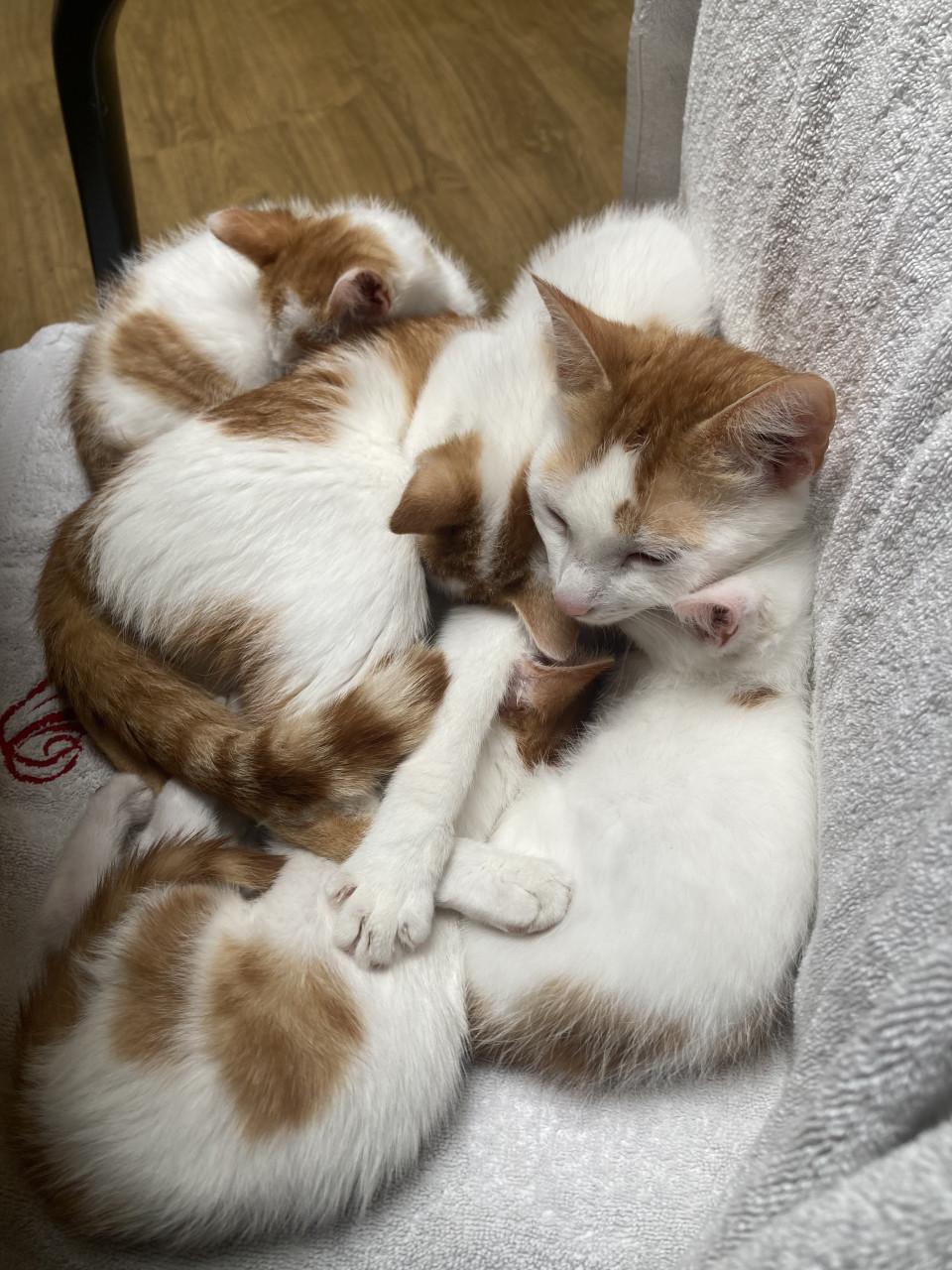 Kittens