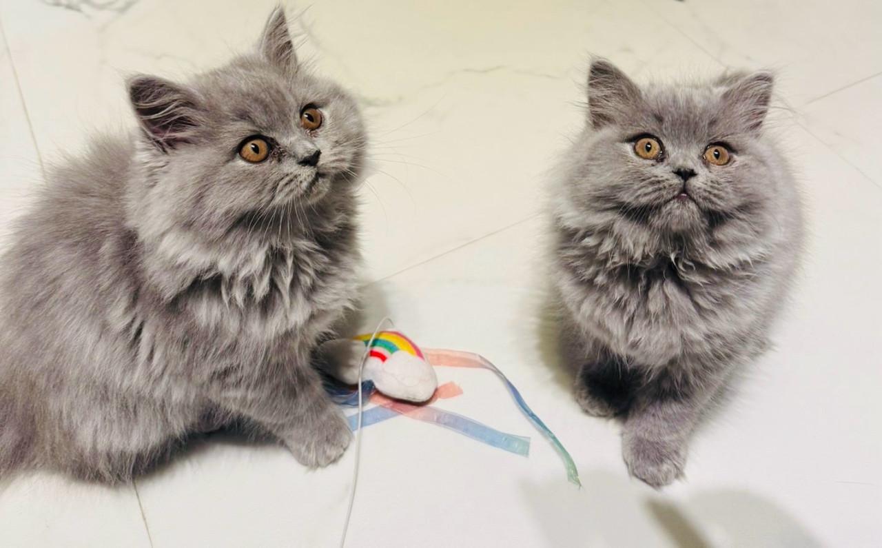 Britse langhaar kittens