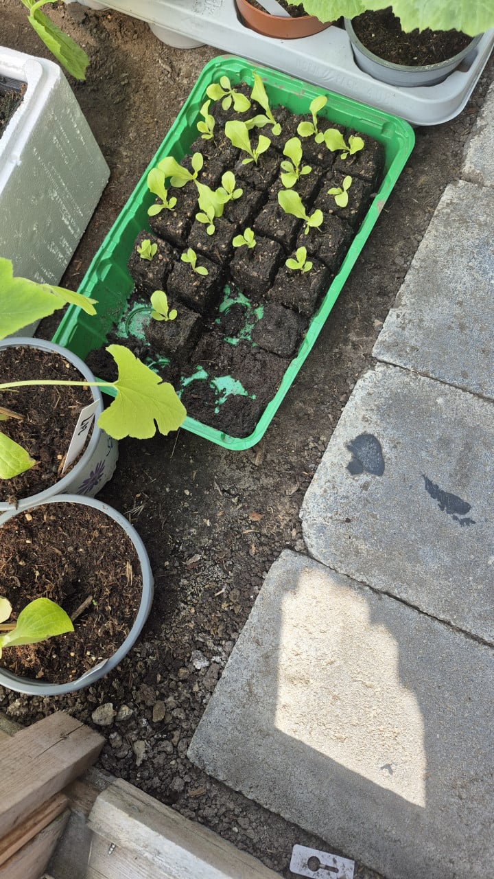 Slaplantjes