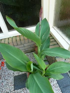 MOOIE BLOEIENDE CANNA IN STENEN POT