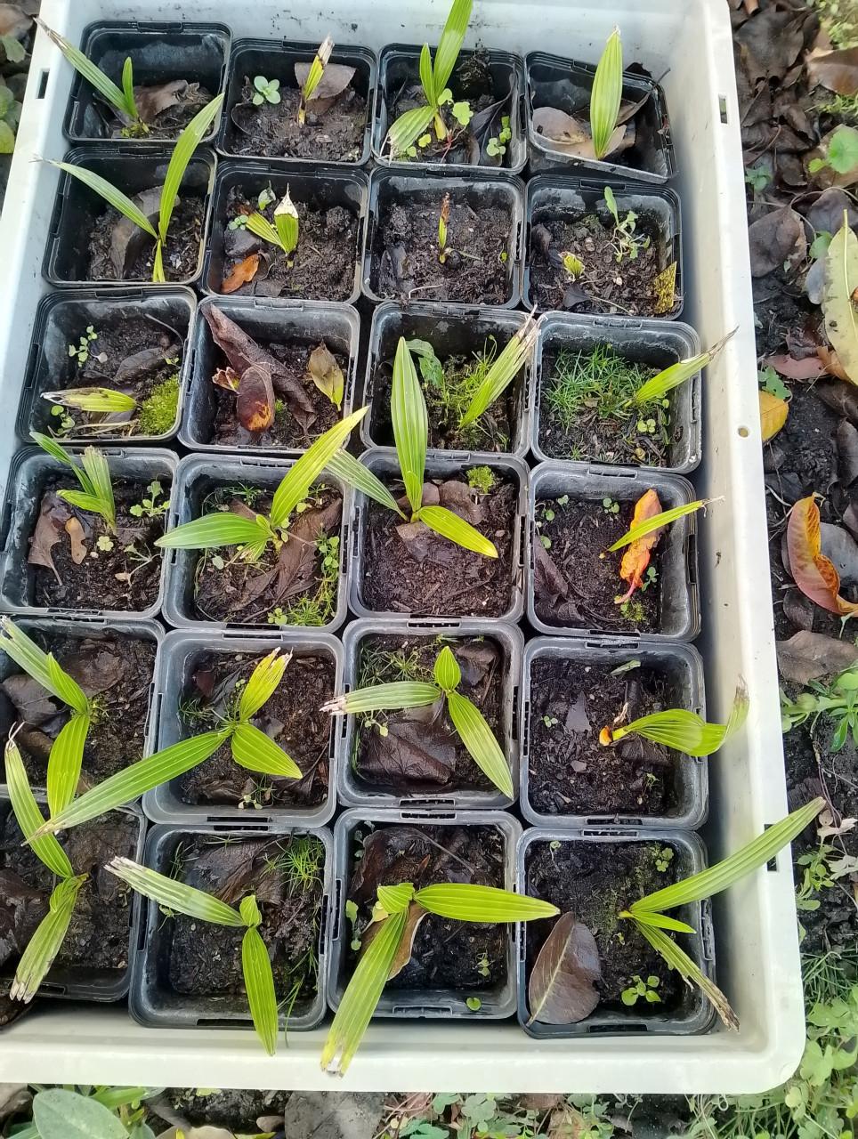 Gratis!!!!Mini-palmpjes-om zelf op te kweken!