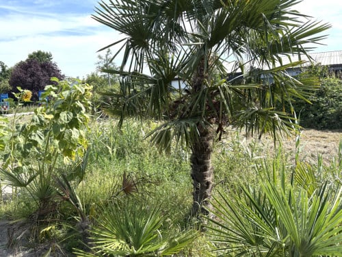 Palmbomen