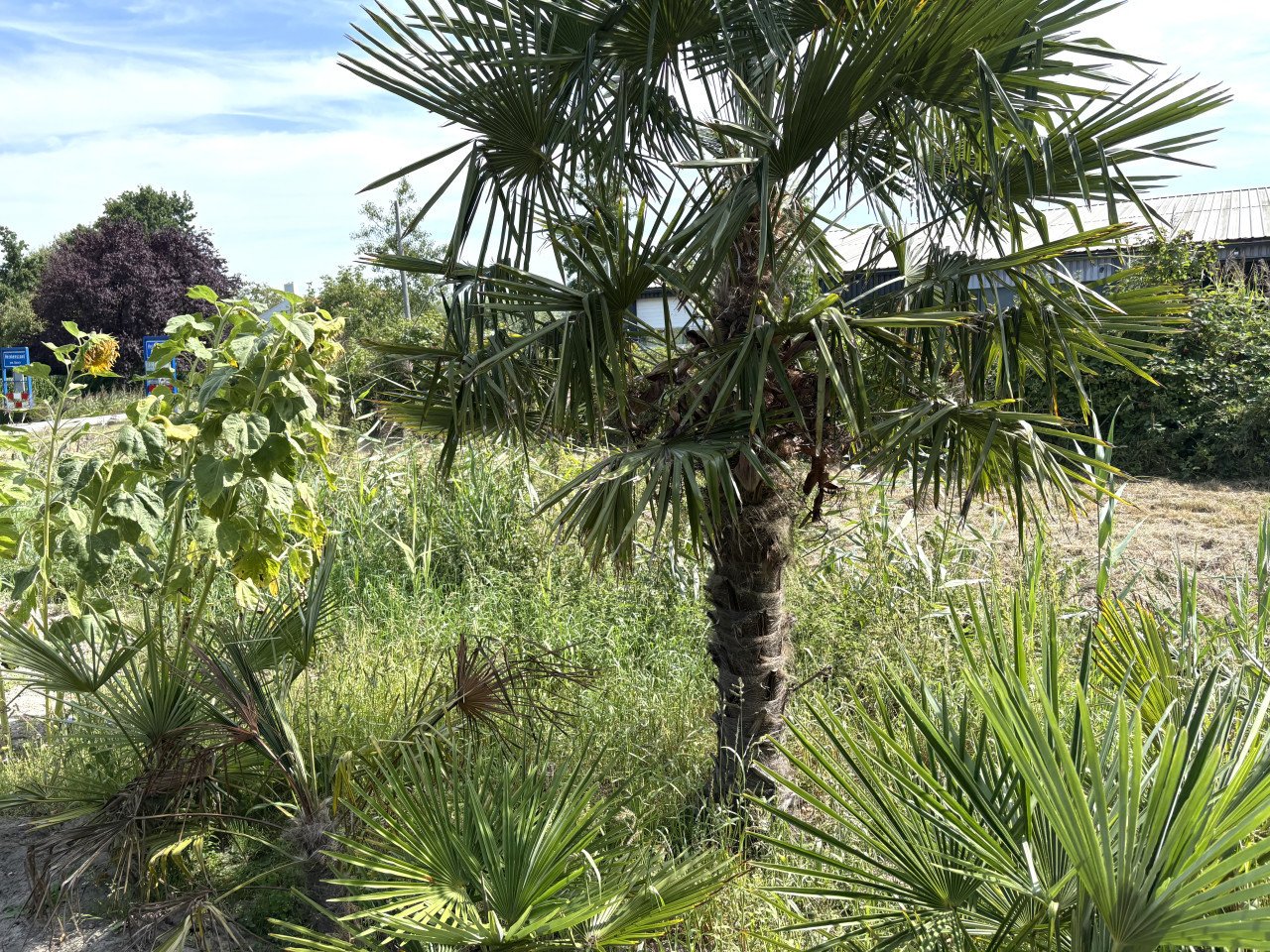 Palmbomen