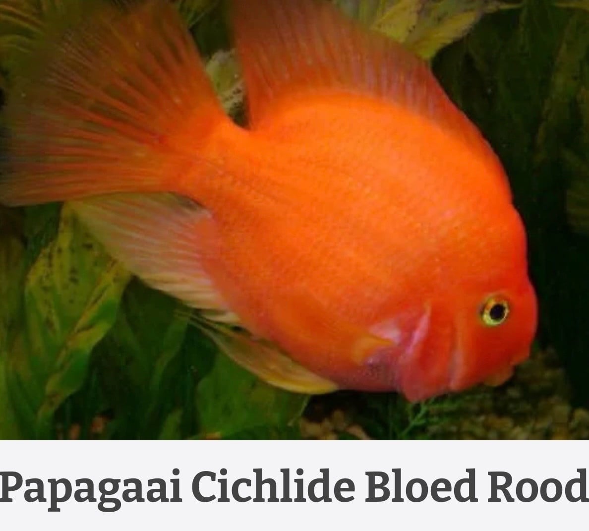 Papagaai chiclide rood