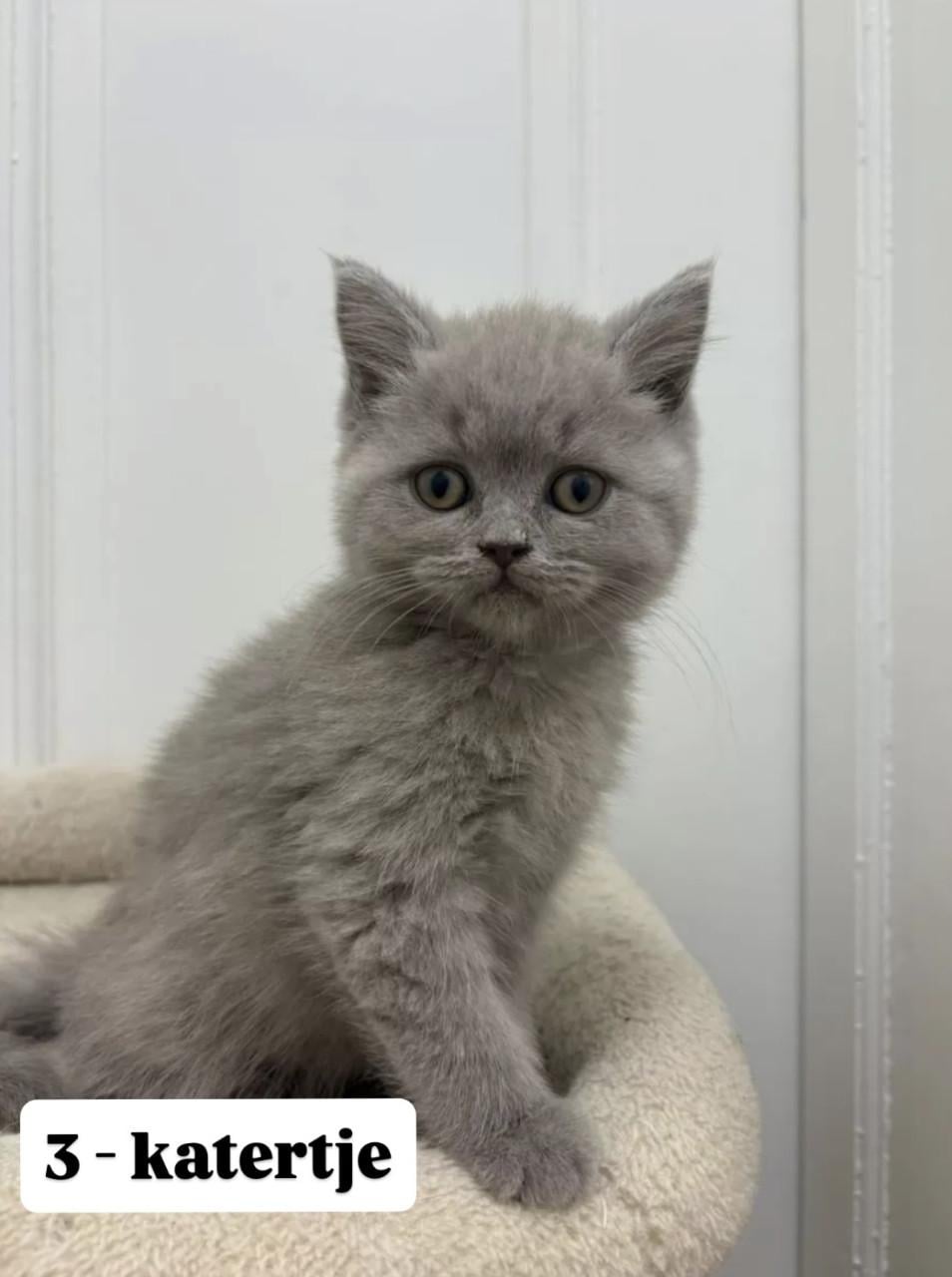 Britse korthaar kittens (nog 2 beschikbaar)