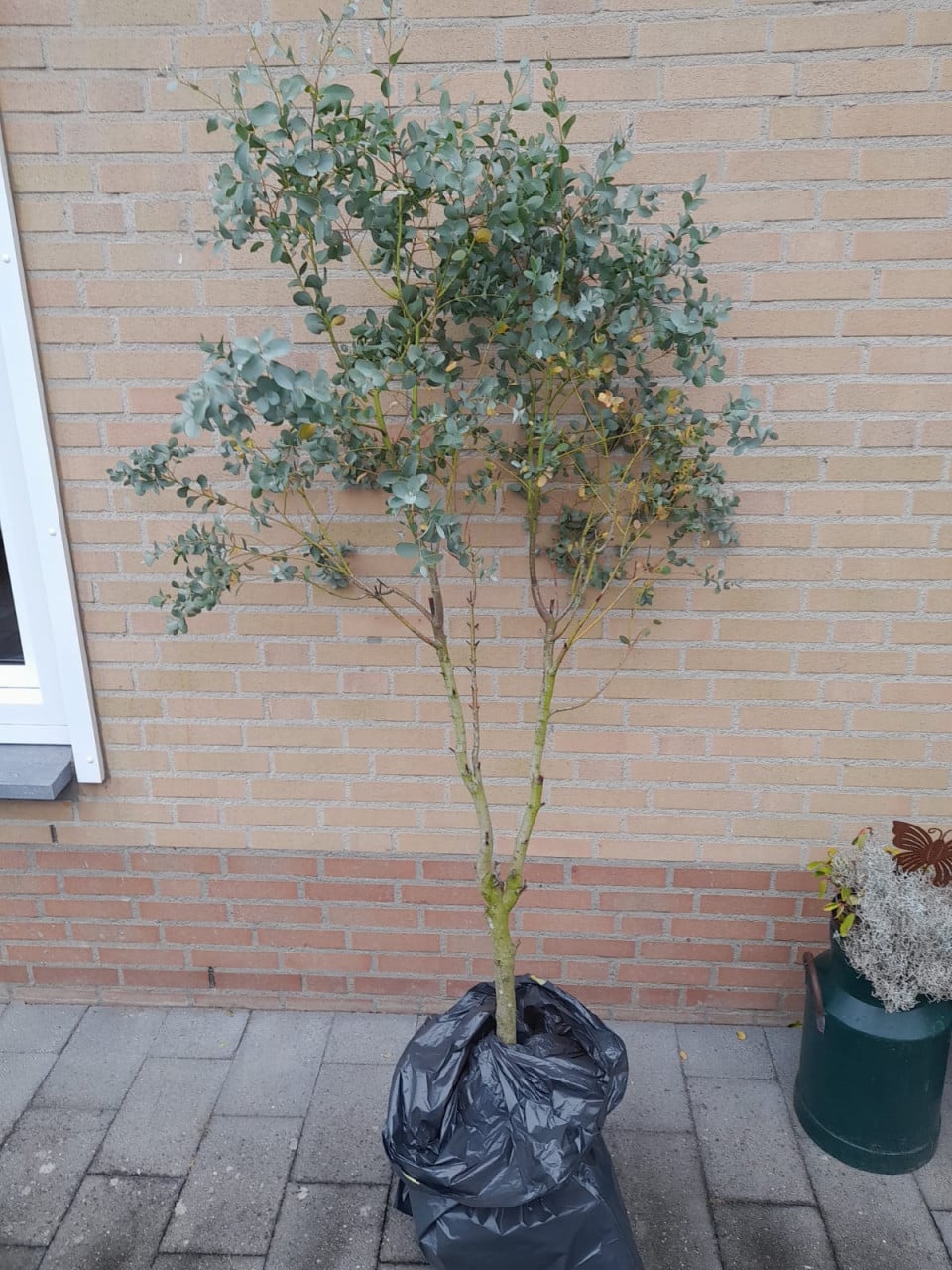 Eucalyptus boompje