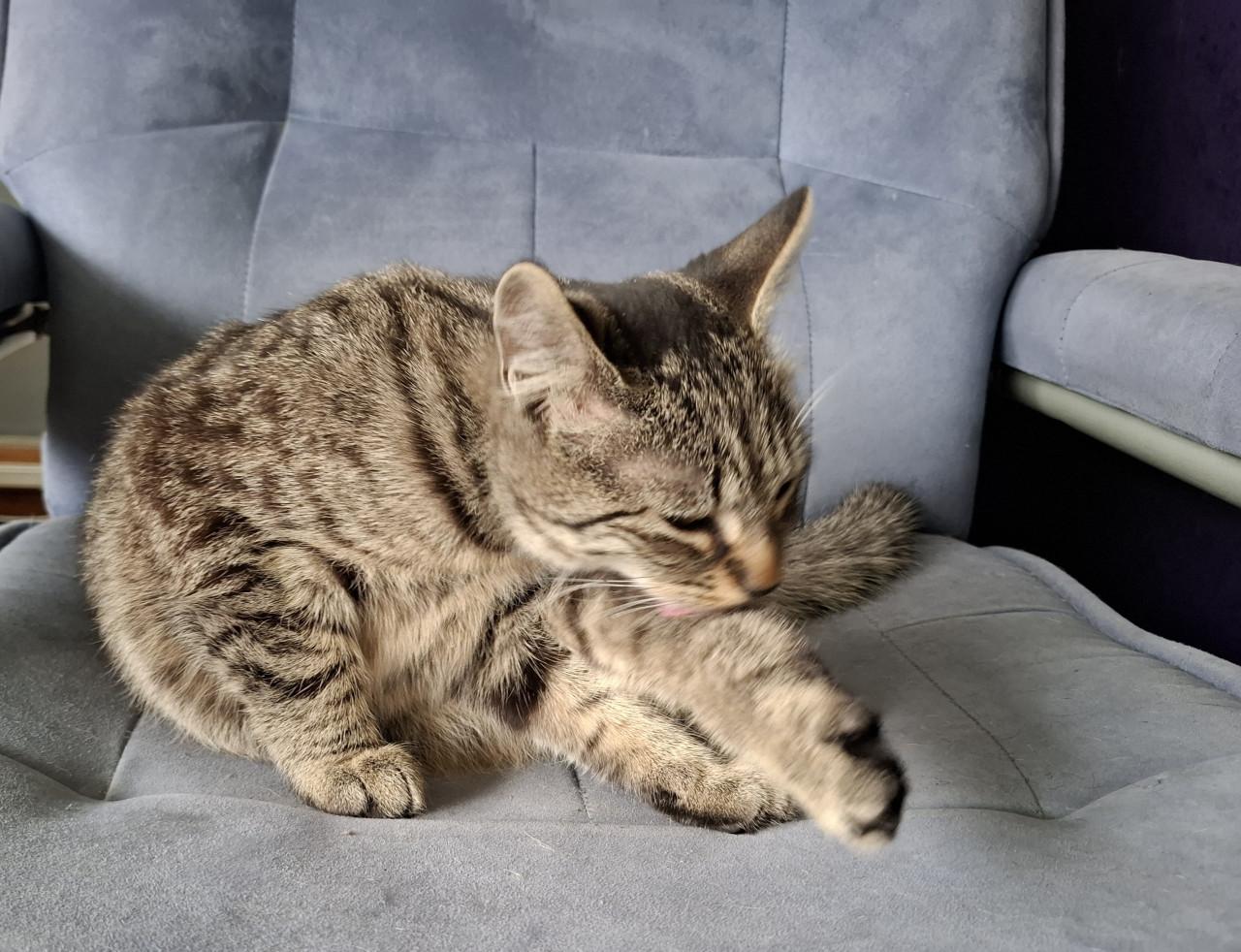 Jonge poes zoekt nieuw huisje