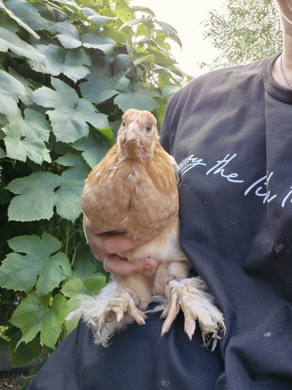 Brahma kuikens
