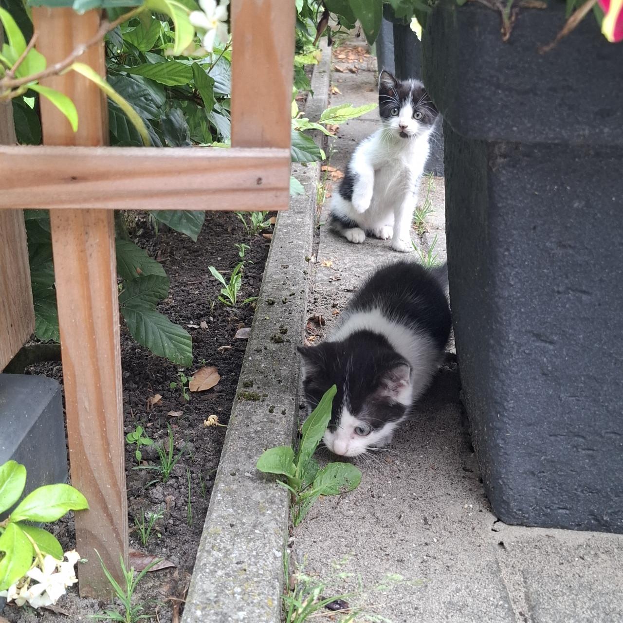 Kittens