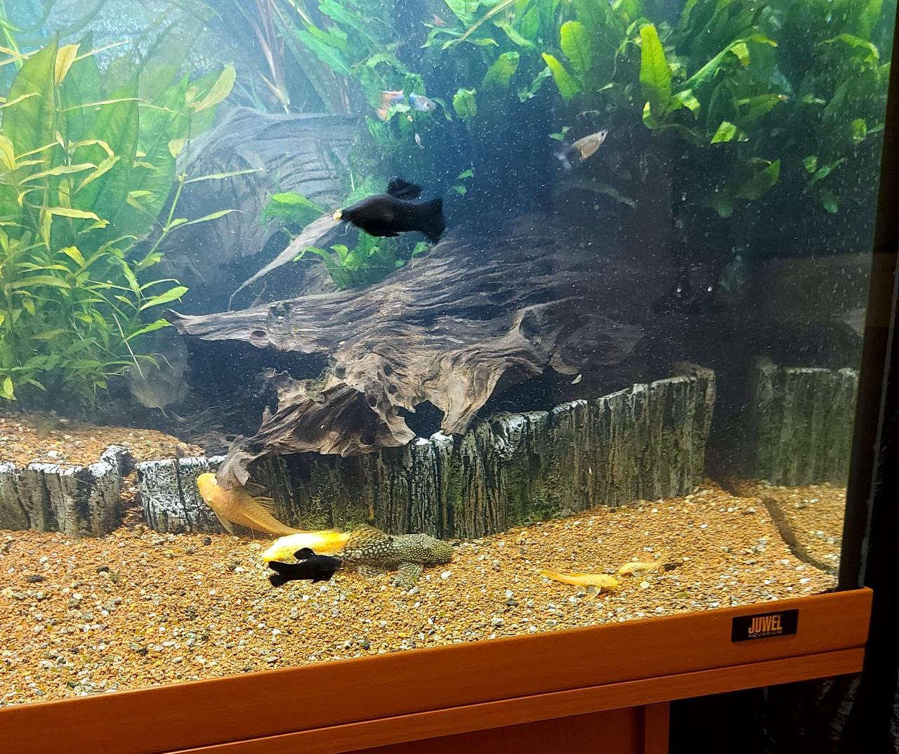 Aquarium geheel compleet